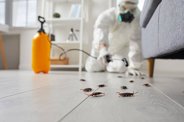 Commercial Rodent Management in Falmouth Foreside